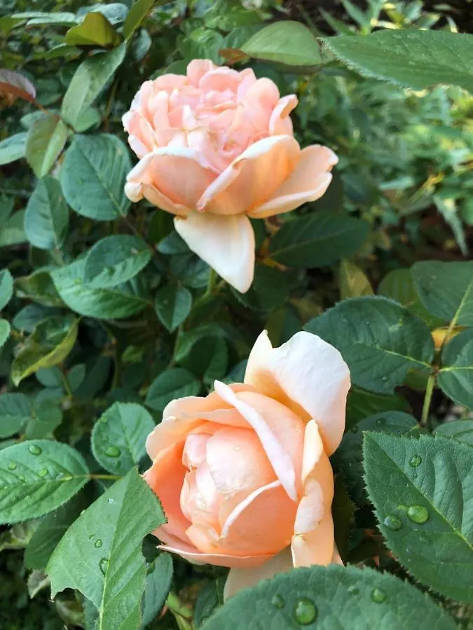 Bed & Breakfast Suleymans Garden Bed and Breakfast Faralya