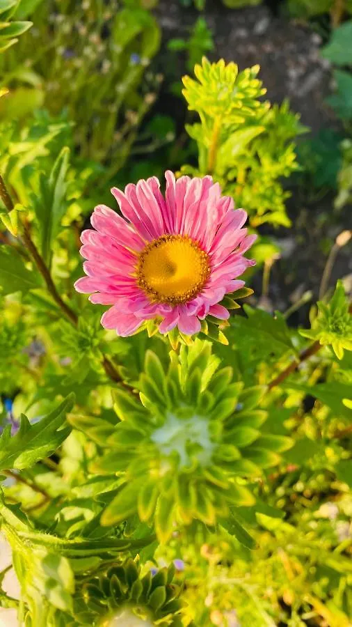 Suleymans Garden Bed and Breakfast Faralya