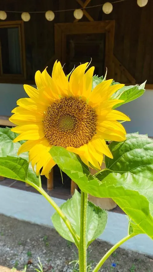 Bed & Breakfast Suleymans Garden Bed and Breakfast Faralya